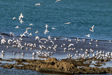 bird sitting on the shores of the mediterranean sea
