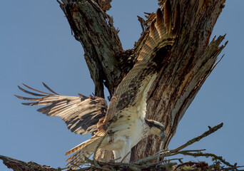 Osprey with Raised Wings Landing at Nesting Site