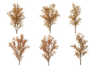 Fototapeta premium Autumn tree on a white background