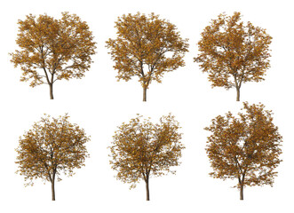 Autumn tree on a white background
