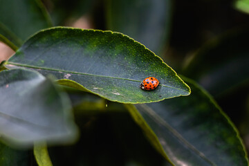 Joaninha em folha de planta