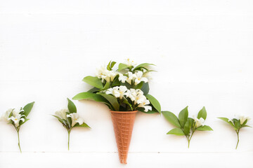 white flowers jasmine in cone flora local of asia arrangement flat lay style on background white 