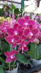 close up of a pink orchid (Orchidaceae) or also known as tanaman bunga anggrek in Indonesia