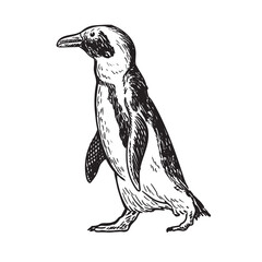 penguin drawing