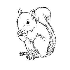 squirrel drawing
