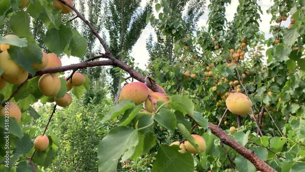 Poster Apricots on apricot tree. Summer fruits. Ripe apricots on a tree branch. Close up