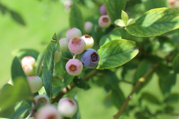 色づきはじめたブルーベリーの実