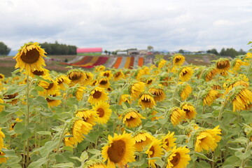 下を向くひまわり畑　北海道　美瑛