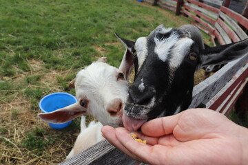 餌のコーンを手渡しでもらう二頭のヤギ