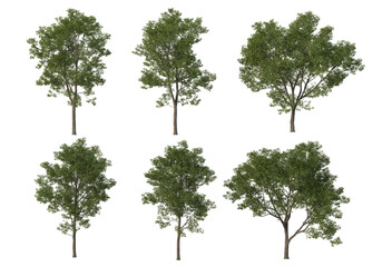 Tall tree on a white background.