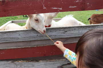 ヤギに餌をあげる小さな女の子