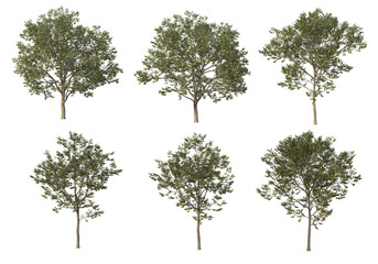 Tall tree on a white background.