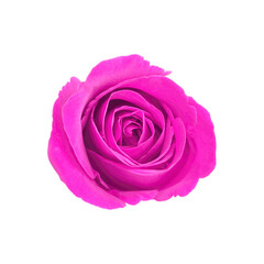 Pink rose isolated on white background