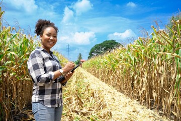 Young African female farmer owner standing on field during harvest and showing corn cobs.American woman with black hair smiling while corn harvester in field.good quality grain,fertilizer,summer.