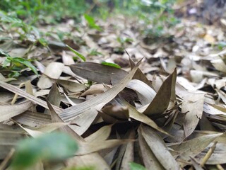 close up of dried mushrooms