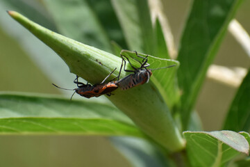 grasshopper on a leaf