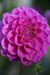 Geniales Purpur einer Blume mit vielen Blütenblättern. Es ist beinahe rosarot. 