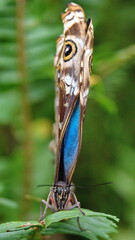 Blue morpho butterfly emerging from a chrysalis at a butterfly garden in Mindo, Ecuador