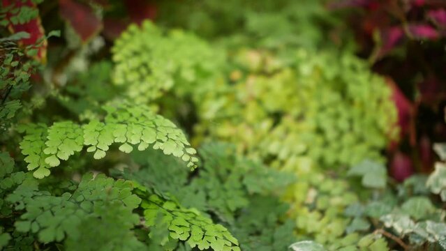 woman hand touching some leafs gently