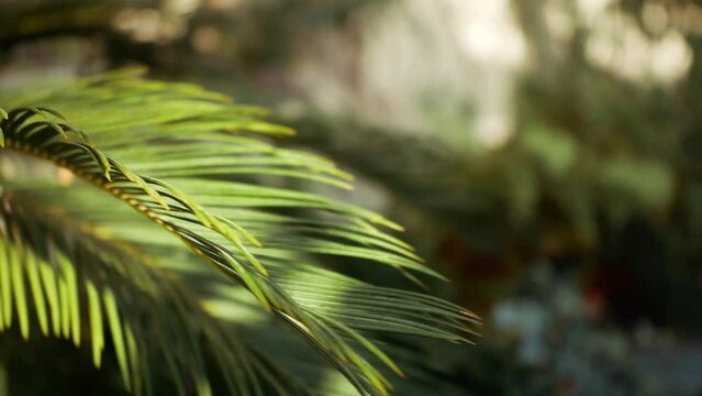 woman's hand touching a fern gently