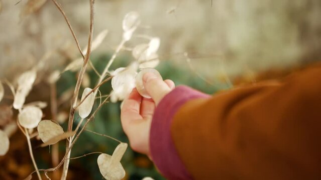 focus pull to a lady's hand touching a Silver Dollar Plant softly