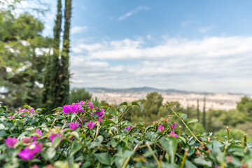 flowers in the field