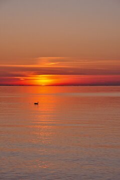 Summer Sunset With Bird Silouette 