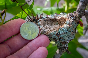 A freshly used nest of a ruby-throated hummingbird, with a quarter for size reference.