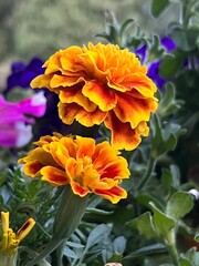 Marigold orange and yellow flowers