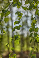 green leaves in the sun