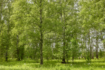 trees in the forest