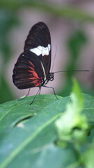 Red and black butterfly on a leaf at a butterfly garden in Mindo, Ecuador