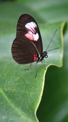 Red and black butterfly on a leaf at a butterfly garden in Mindo, Ecuador