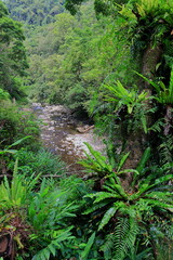 Obraz premium Jingualiao Fish and Fern Trail at Pinglin Dist., New Taipei City, Taiwan 