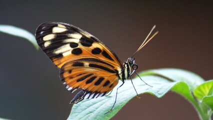 Butterfly with orange and black wings on a leaf at a butterfly garden in Mindo, Ecuador