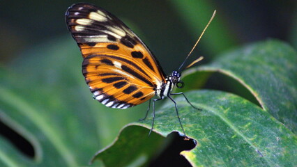 Butterfly with orange and black wings on a leaf at a butterfly garden in Mindo, Ecuador