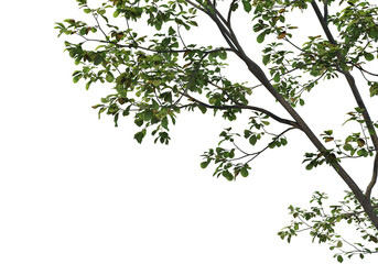 Foreground Tree on a white background