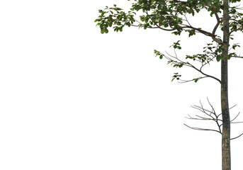 Fototapeta premium Foreground Tree on a white background