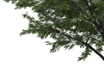 Foreground Tree on a white background