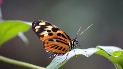 Fototapeta na wymiar Butterfly with orange and black wings on a leaf at a butterfly garden in Mindo, Ecuador