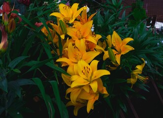 bouquet of yellow flowers