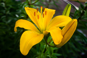 yellow flower in the garden