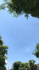 青空と木々