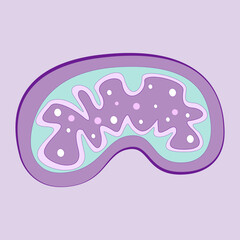 Flat mitochondria vector illustration background - obrazy, fototapety, plakaty