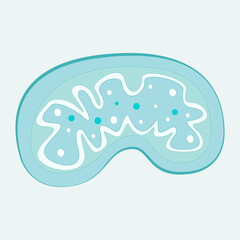 Flat mitochondria vector illustration background