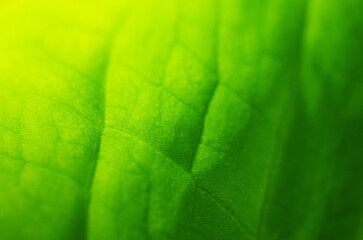 ミズバショウの葉（アップ）
