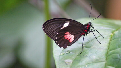 Red and black butterfly on a leaf at a butterfly garden in Mindo, Ecuador