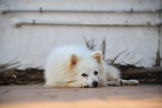 Cute White Indian Spitz Dog Posing Stock Image. Dog Photography.