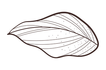 leaf vector icon