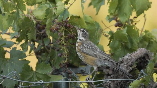 A young robin struggles to pick a grape from a cluster that's been already picked over by other birds.
